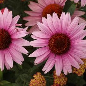 Purple Coneflower