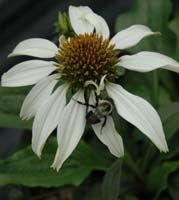Purple Coneflower