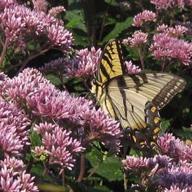Joe Pye Weed