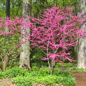Red Eastern Redbud