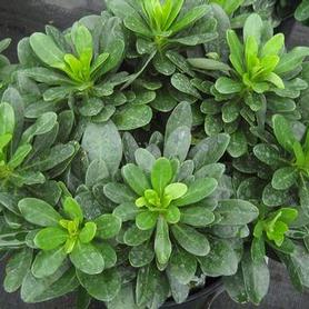 Wood Spurge