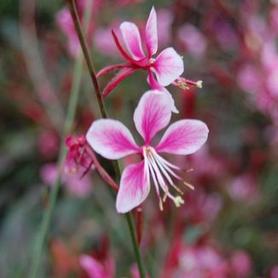 Wandflower