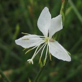 Wandflower