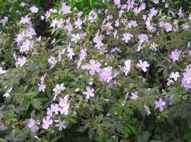 Spotted Cranesbill