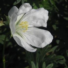 White Bloody Cranesbill