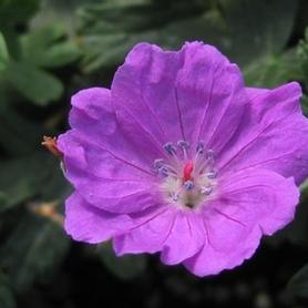 Bloody Cranesbill