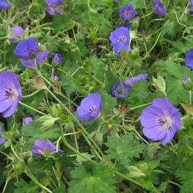 Cranesbill