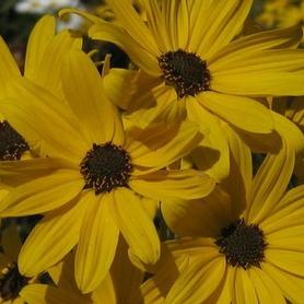 Swamp Sunflower