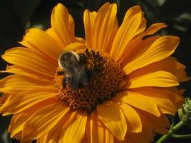 False Sunflower