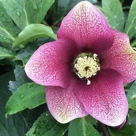Hybrid Hellebore