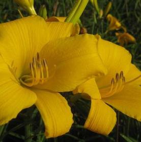 Daylily