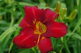 Daylily