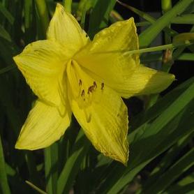 Daylily