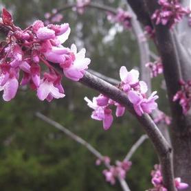 Eastern Redbud