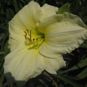 Daylily