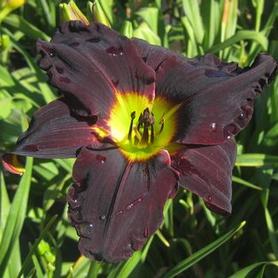 Daylily