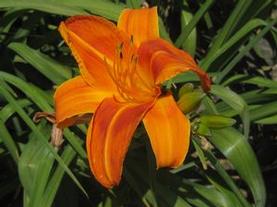 Daylily