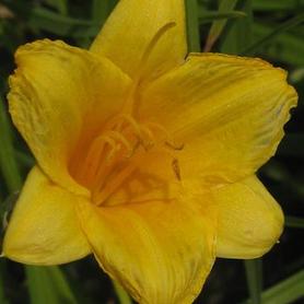 Daylily