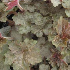 Coral Bells - Alum Root