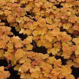 Coral Bells - Alum Root