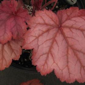 Coral Bells - Alum Root