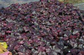 Coral Bells - Alum Root