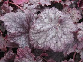 Coral Bells - Alum Root