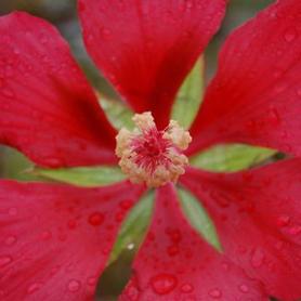 Swamp Hibiscus