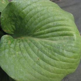 Plantain Lily