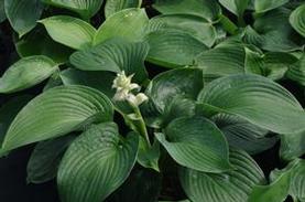 Plantain Lily