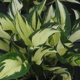 Plantain Lily