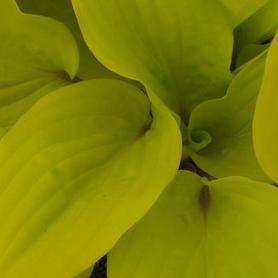 Plantain Lily