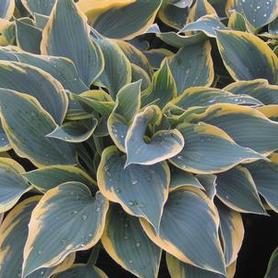 Plantain Lily