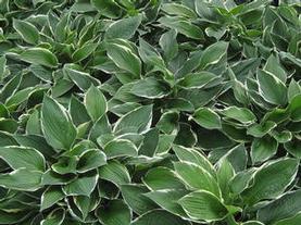 Plantain Lily