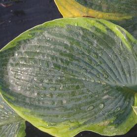 Plantain Lily