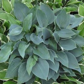 Plantain Lily