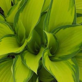 Plantain Lily