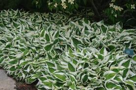 Plantain Lily