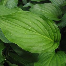 Plantain Lily