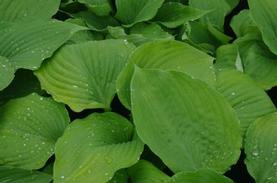 Plantain Lily