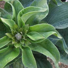 Plantain Lily