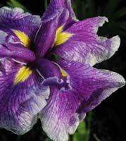 Japanese Iris