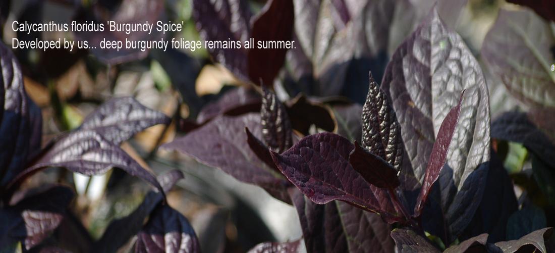 Calycanthus Burgundy Spice