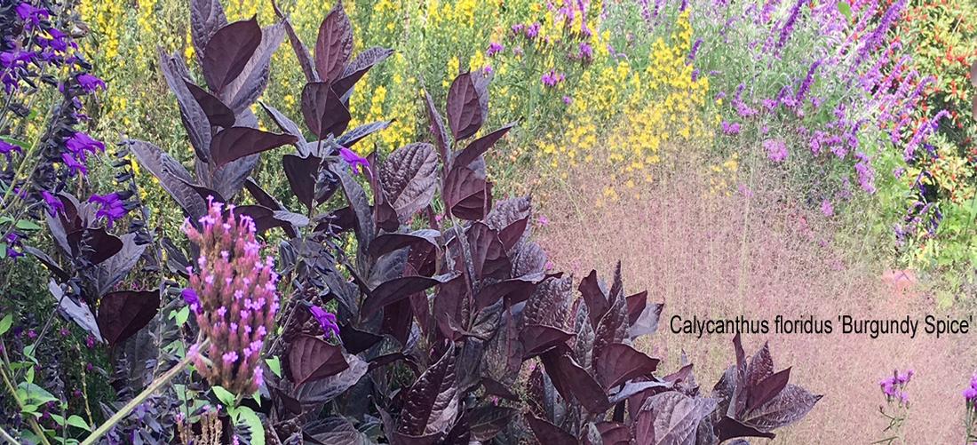 Calycanthus Burgundy Spice