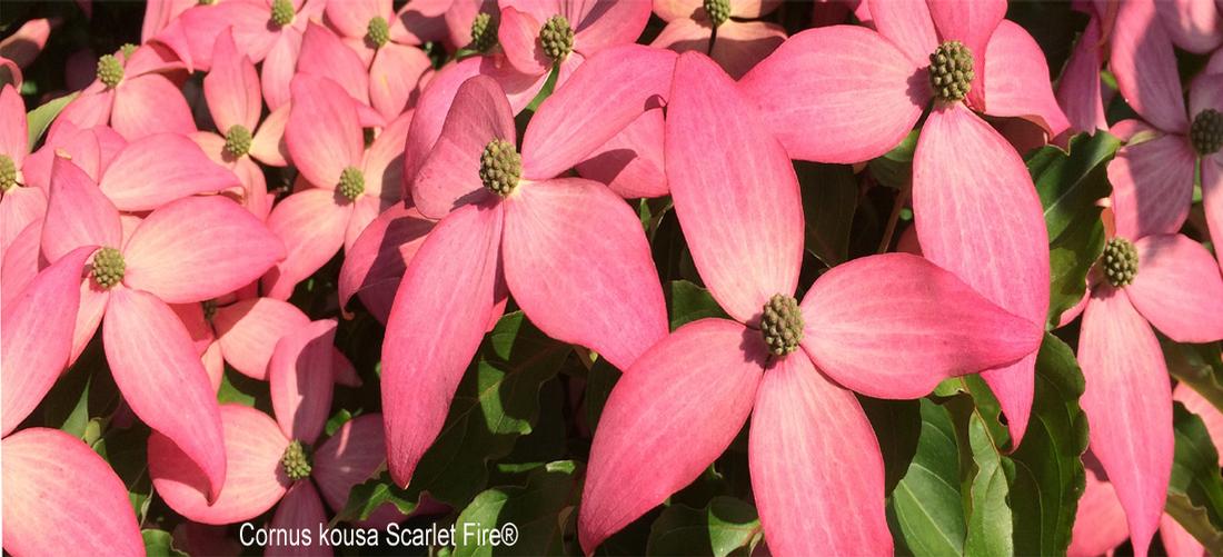Cornus kousa Scarlet Fire