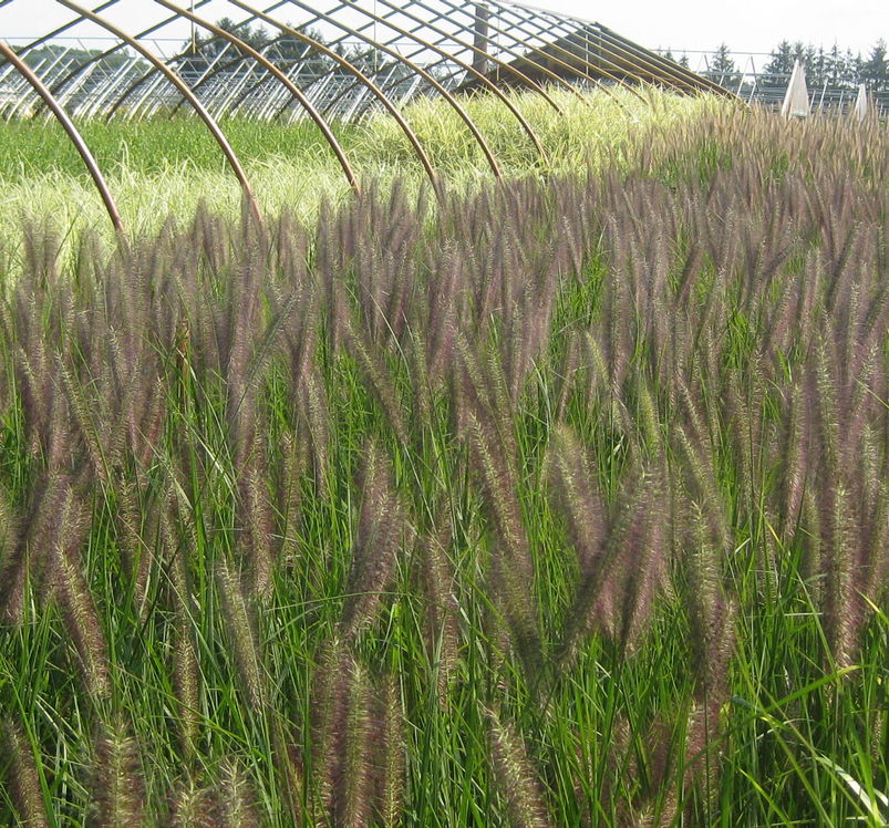 Pennisetum alopecuroides Red Head